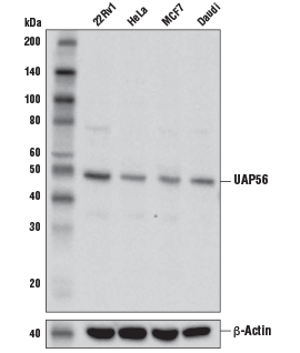 UAP56 Antibody #55509